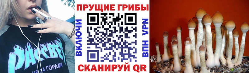 Купить закладки  Скопин  Галлюциногенные грибы MAGIC MUSHROOMS 